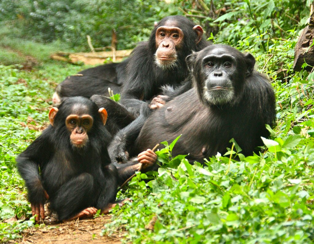 The Family of Chimps (1984)