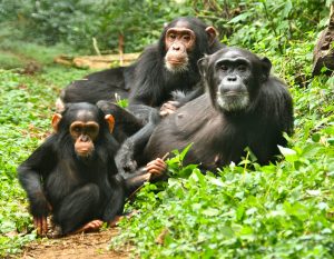 The Family of Chimps (1984)